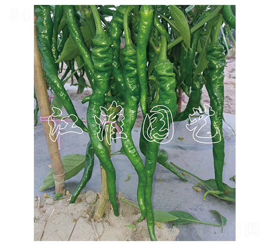 �콷5̖-�����N��-�����@ˇ