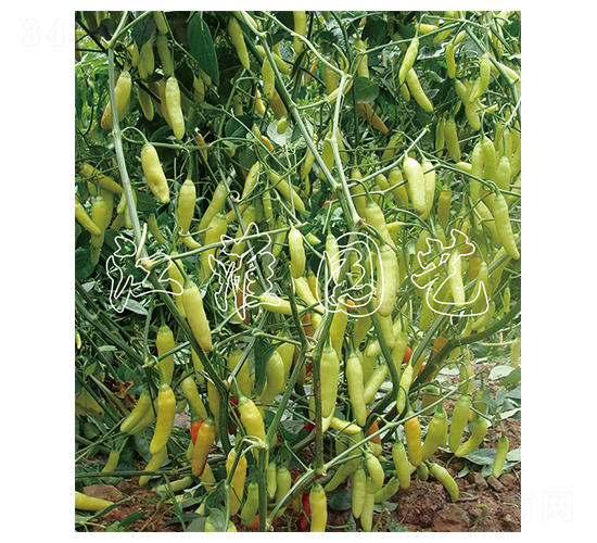 ����-�����N��-�����@ˇ