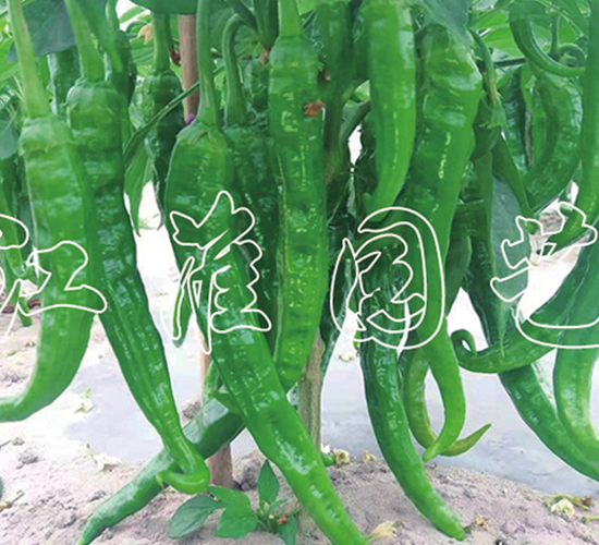 JYSL19-46-�����N��-�����@ˇ