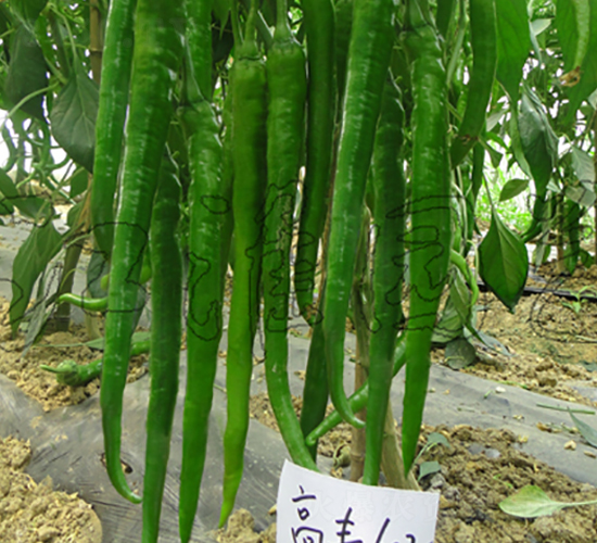 ���S602-�����N��-�����@ˇ