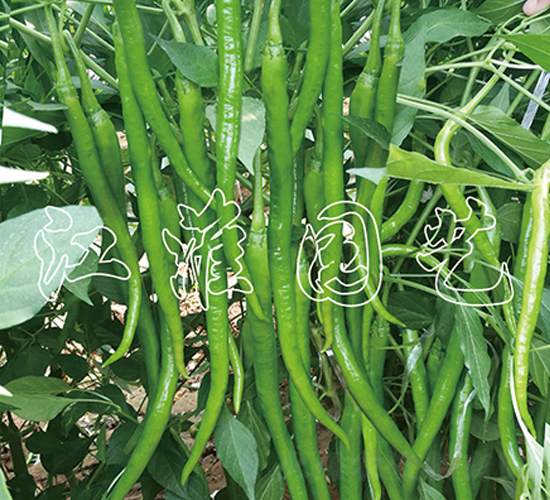 ����2̖(h��o)-�����N��-�����@ˇ