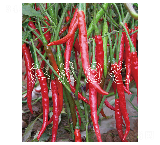 �Ƹɽ�7̖-�����N��-�����@ˇ