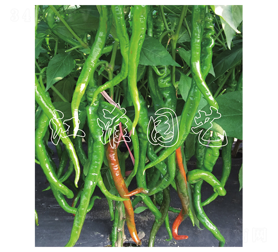 JYSL20-43-�����N��-�����@ˇ