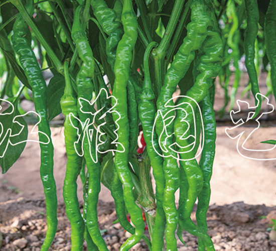 JYSL19-37-�����N��-�����@ˇ