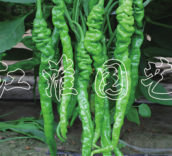 JYSL19-40-�����N��-�����@ˇ