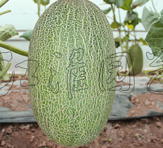 �����۶�̖(h��o)-��ϷN��-�����@ˇ