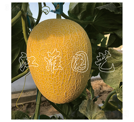 ������9̖(h��o)-��ϷN��-�����@ˇ