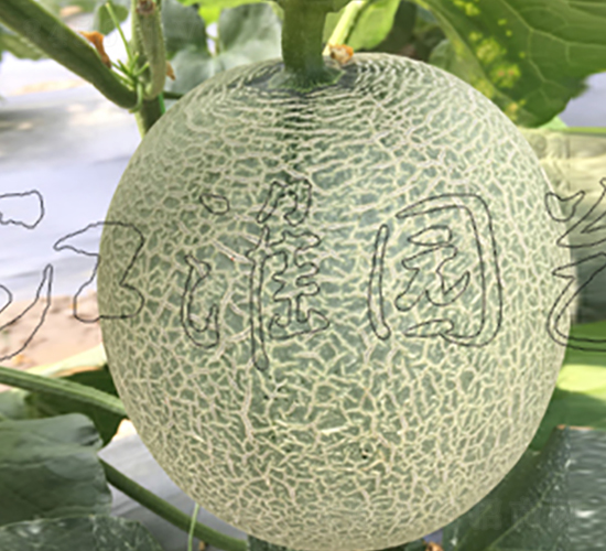 ����2̖(h��o)-��ϷN��-�����@ˇ