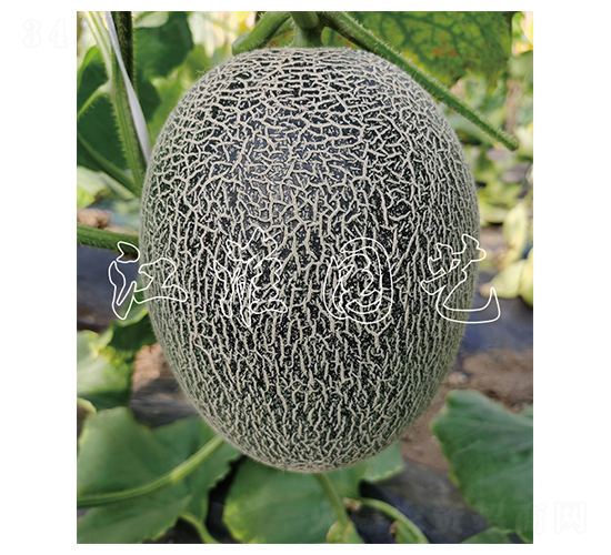 ����5̖(h��o)-��ϷN��-�����@ˇ