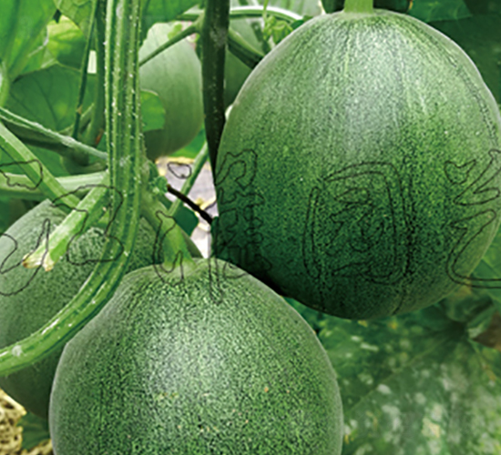 ���G1̖-��ϷN��-�����@ˇ