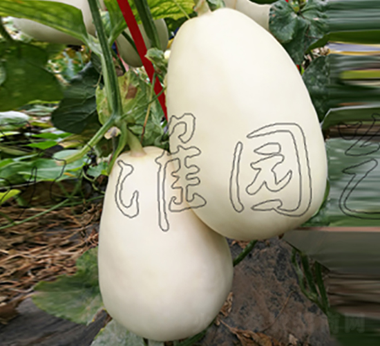 ����1̖-��ϷN��-�����@ˇ