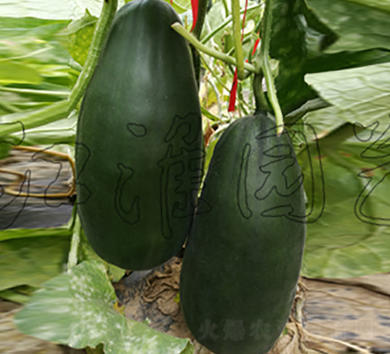 ����2̖-��ϷN��-�����@ˇ