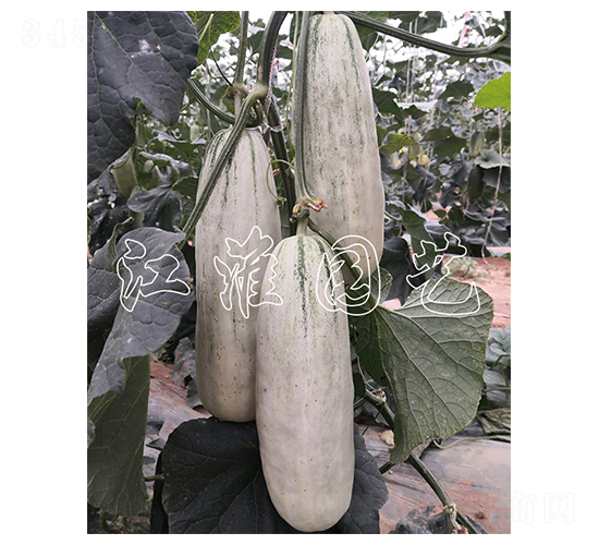 ����8̖-��ϷN��-�����@ˇ