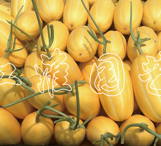 �S�ӽ���-��ϷN��-�����@ˇ