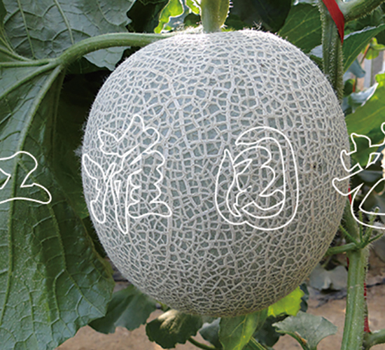 ����6̖(h��o)-��ϷN��-�����@ˇ