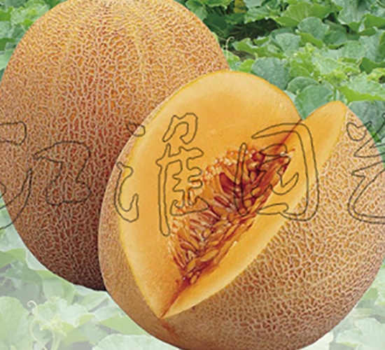 �W��5̖-��ϷN��-�����@ˇ