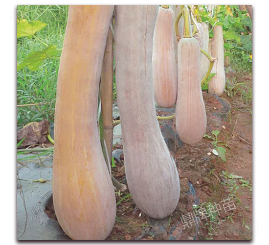 �����۱�1̖-�ϹϷN��-���ƷN��