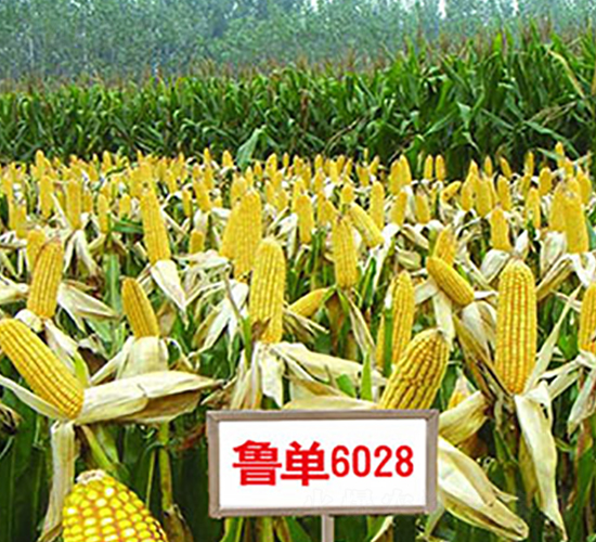 ����6028-���׷N��-�����N��