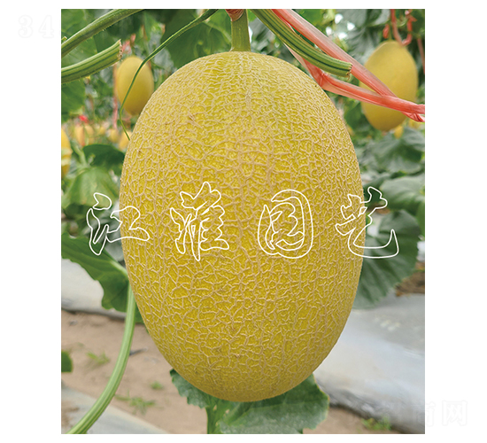 �t��1̖-��ϷN��-�����@ˇ