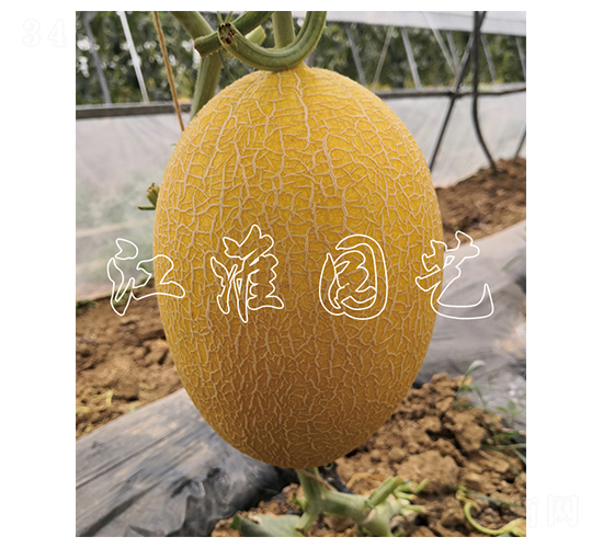 �t��2̖(h��o)-��ϷN��-�����@ˇ