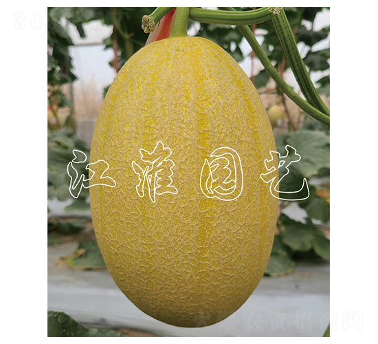 �t��3̖-��ϷN��-�����@ˇ