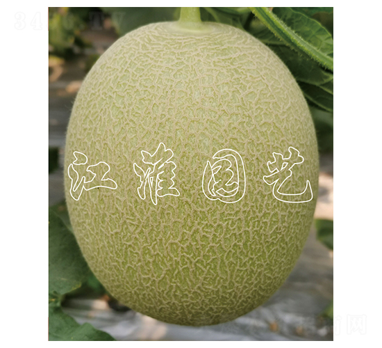 ������2̖-��ϷN��-�����@ˇ