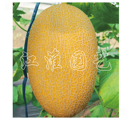 �����1̖-��ϷN��-�����@ˇ