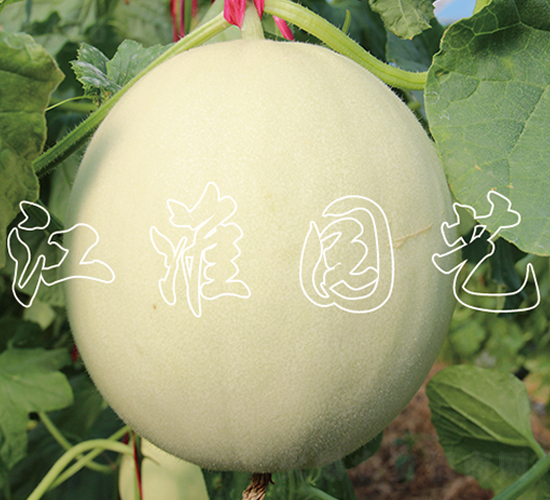 �y��-��ϷN��-�����@ˇ