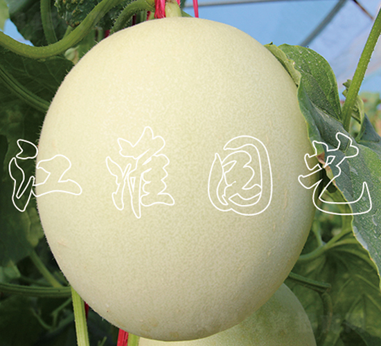 �����y��-��ϷN��-�����@ˇ