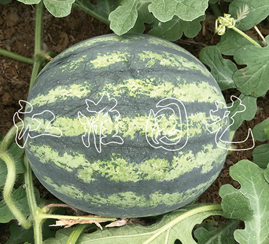 ׿Խ2̖-���ϷN��-�����@ˇ