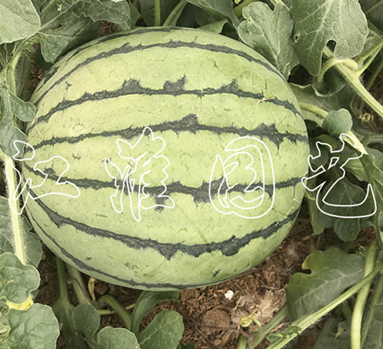 ׿Խ5̖-���ϷN��-�����@ˇ