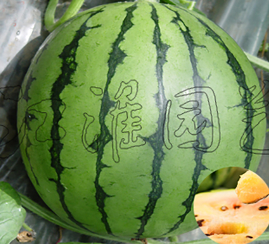 �pɫ����-���ϷN��-�����@ˇ