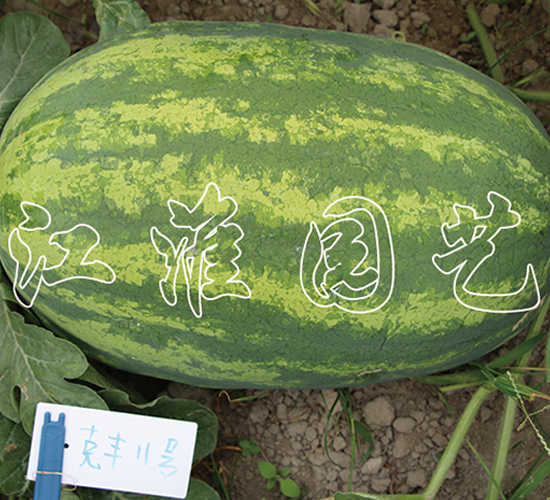 ���S11̖(h��o)-���ϷN��-�����@ˇ