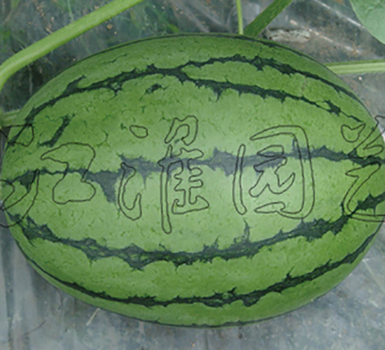 ��ʹ2̖(h��o)-���ϷN��-�����@ˇ