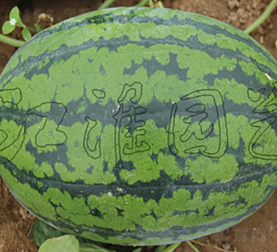 ����3̖(h��o)-���ϷN��-�����@ˇ