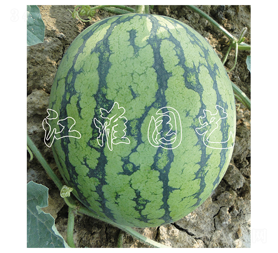 �m��-���ϷN��-�����@ˇ