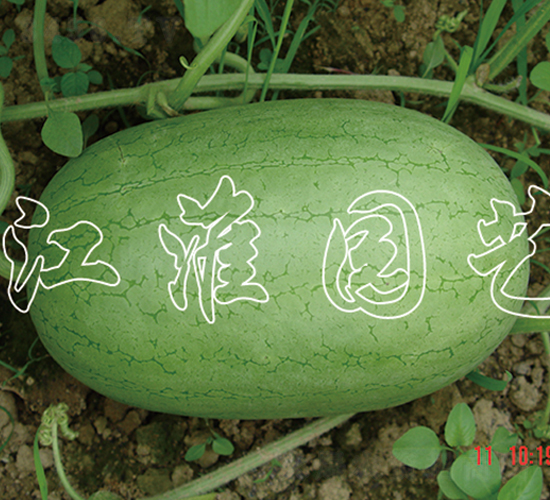 ����-���ϷN��-�����@ˇ