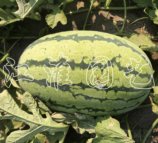 �G��988-���ϷN��-�����@ˇ