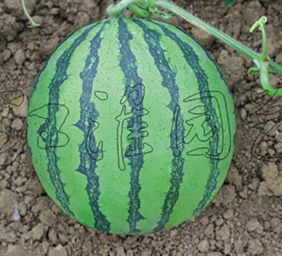 �t������-���ϷN��-�����@ˇ