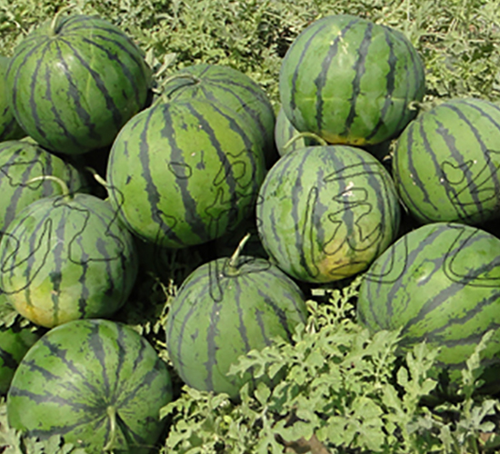 ���S-���ϷN��-�����@ˇ