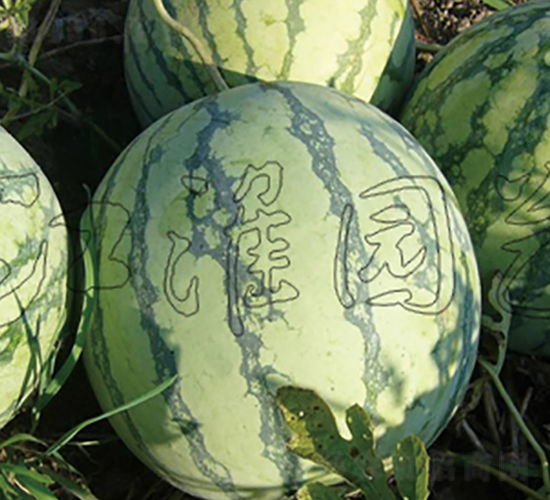 ����1̖-���ϷN��-�����@ˇ