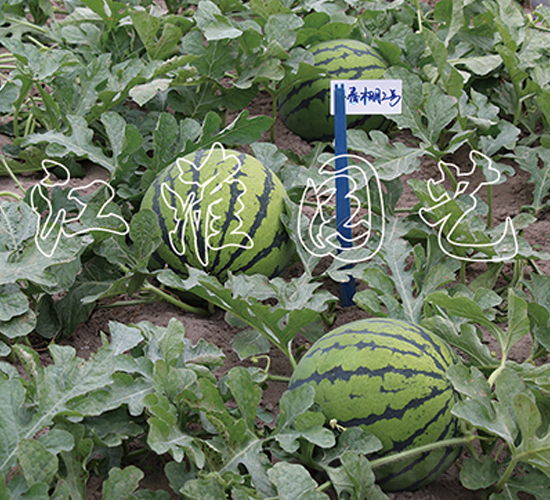 ����2̖(h��o)-���ϷN��-�����@ˇ