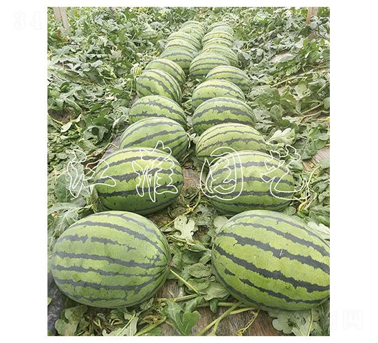 ����һ̖(h��o)-���ϷN��-�����@ˇ