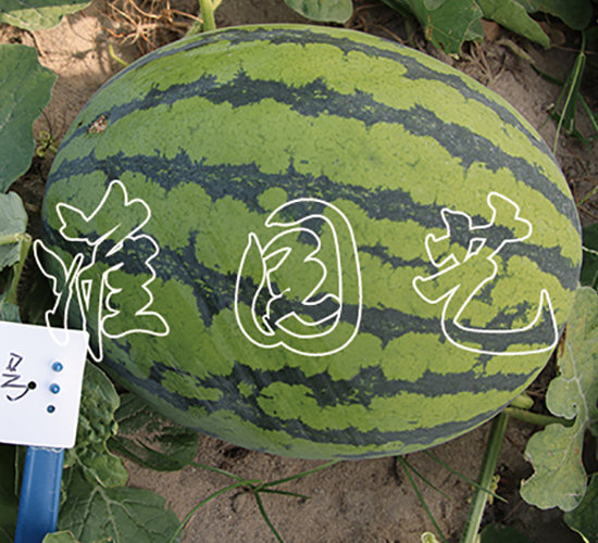 ����9̖(h��o)-���ϷN��-�����@ˇ