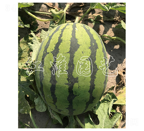 ����12̖-���ϷN��-�����@ˇ