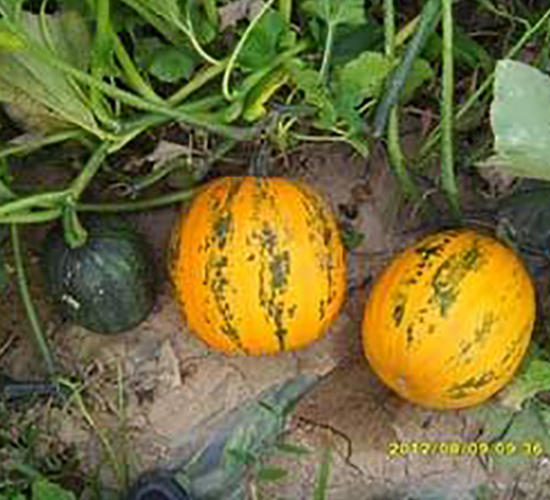 ��ī��-�o���ϹϷN��-���i�N�I(y��)