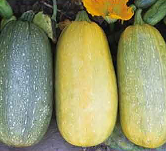 �S��598F1-���������J�N��-���i�N�I(y��)