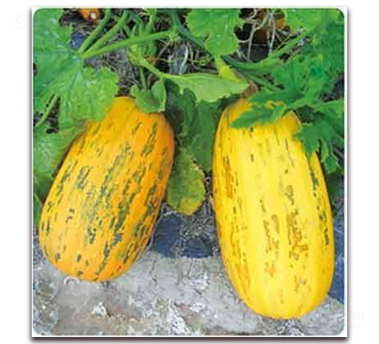 �S��599F1-���������J�N��-���i�N�I(y��)