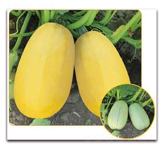 �S��950F1-���������J�N��-���i�N�I(y��)