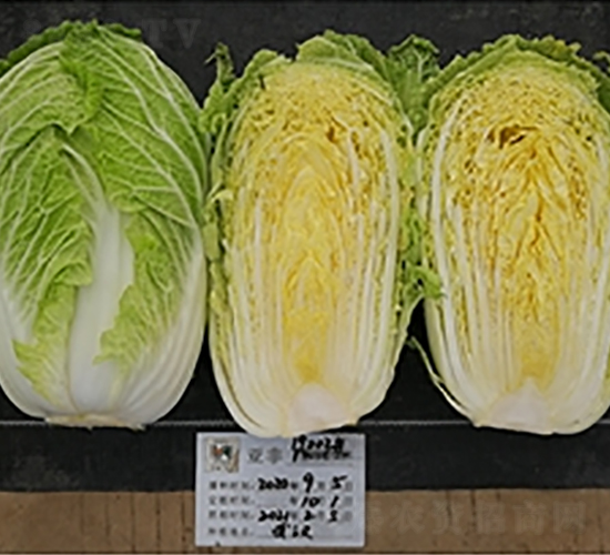 ����19002-�ײ˷N��-����